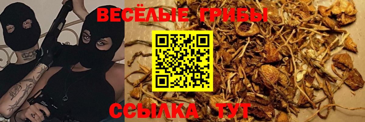 Владивосток  Галлюциногенные грибы Psilocybe  Вход с VPN 